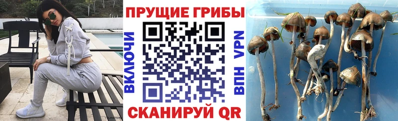 купить цена Кстово Псилоцибиновые грибы ЛСД